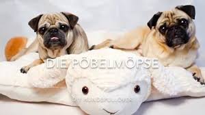 Pullover nähen freebook pullover nähen damen schnittmuster oversize shirt schnittmuster kostenlos kleidung selber nähen kleidung nähen pulli nähen shirts nähen oberteile. Diy Hundepullover Nahen Youtube