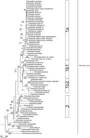 Image result for Pimpinella buchananii