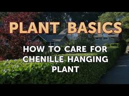 For pots 6 or smaller, pinch at transplant only. How To Care For Chenille Hanging Plant Youtube