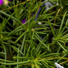 Image result for Phyllanthus taylorianus