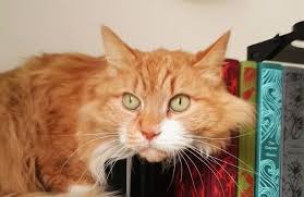 Most famous tv and movie cats : 60 Literary Cat Names Famous Cat Names In Literature The Paws