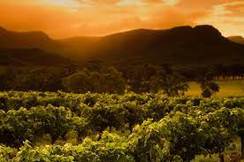 Halliday winery ratings of mcguigan wines. Travel Hunter Valley Wineries To Visit Decanter