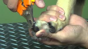 We did not find results for: Trimming Your Dogs Nails Dark Clear Nails Do It Yourself Dog Grooming Youtube