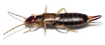 When the male extracts the virga, which in. Earwig Wikipedia