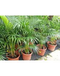 Yellow leaves normally indicates excess water or insufficient light. Areca Palm Yellow Palm
