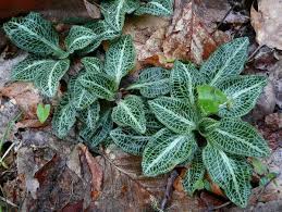 Image result for Goodyera