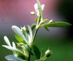 Image result for Oldenlandia corymbosa