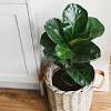 As they originate from arid deserts, these plants do well in sandier soils. 1