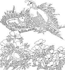 Download a copy of the t & d's cats of the world coloring page here. California Valley Quail Coloring Page Purple Kitty