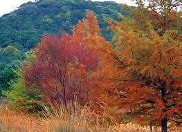 Image result for Cylindropsis parvifolia