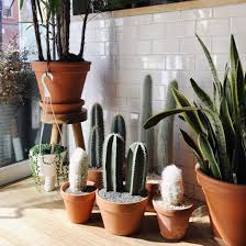 Maybe you would like to learn more about one of these? Caring For Indoor Plants In Low Light Conditions Architectural Digest