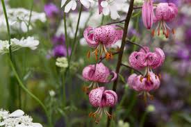 Image result for Liliaceae