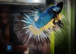 Dreamcatcher Bettas Fish Aquarium Chandanathope Aquariums In Kollam Justdial
