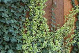 10 jahren blüht hibernica an den triebspitzen und trägt nach der blüte schwarze, kugelige früchte. 23 Heimische Efeuarten Winterharte Hedera Helix Sorten