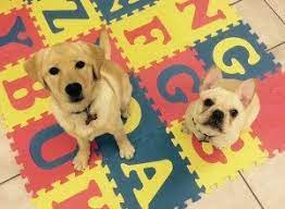 What is dog boarding school? 5 Keys To Choosing A Dog Board And Train Program Training Tracks