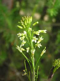 Image result for Turritis glabra