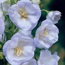 Campanula Persicifolia La Bello Campanula Hostas Macrophylla