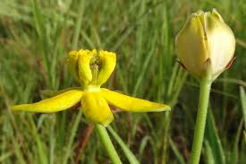 Image result for Stathmostelma