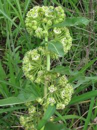 Image result for Xysmalobium alatum