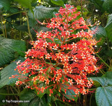 Image result for Clerodendrum pusillum