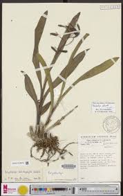 Image result for Polystachya odorata