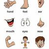 Practice body parts with these pictures! 1
