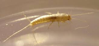 Glas bietet sich daher besonders an, um eine silberfischfalle zu bauen. Wie Man Wurmer Im Badezimmer Loswird Insekten Im Badezimmer Was Tun Wie Man Silberfische Selbst Loswird