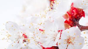 красивые картинки на рабочий стол компьютера на весь экран сакура Sakura Oboi Dlya Rabochego Stola