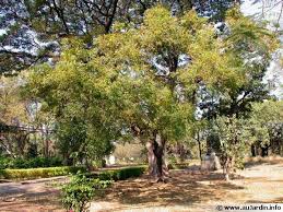 L Huile De Neem Arbuste Huile De Neem Eucalyptus Deglupta