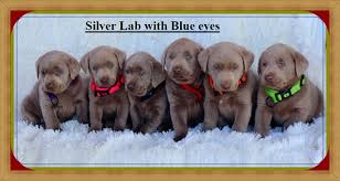 There are 240 dog friendly hotels located in colorado, so finding a place for you and your furry friend to stay will be quite easy. Silver Lab Puppies Labrador Retriever Labrador Puppies Detail 2021