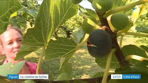 Les Producteurs De Sollies Pont Se Preparent Pour La 23e Fete De La Figue Youtube