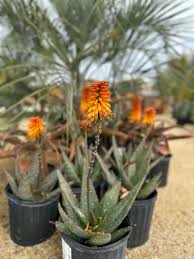 Image result for Aloe myriacantha