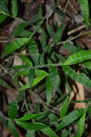 Image result for Oplismenus undulatifolius