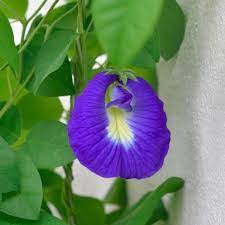 This Flower Is Called Sangu Pushpam In Tamil It Literally Means Shell Flower Butterfly Pea Flowers Plants