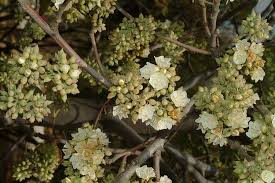 Image result for Dombeya lastii