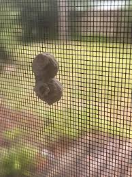 This is on my screen door. What is it?