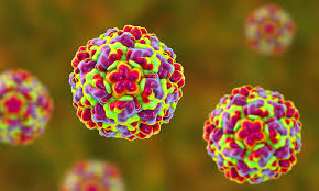 Rhinoviruses (rvs) are members of the picornaviridae family, which includes the human pathogens overview. Rhinovirus News Articles Whitepapers Drug Target Review