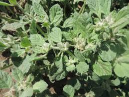 Image result for Glinus lotoides