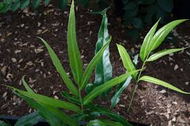 Image result for Coniogramme