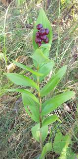 Maybe you would like to learn more about one of these? More Edible And Landscape Worthy Native Plants Of New England Ecological Landscape Alliance