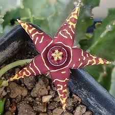 Image result for Orbea schweinfurthii