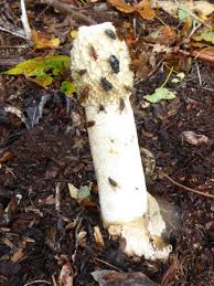 Image result for Trichopteryx fruticulosa