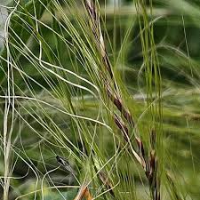 Image result for Polystachya tenuissima