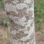 Image result for Ozoroa engleri