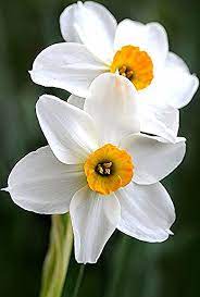 Daffodils Yellow Flowers Yellow Wedding Flowers Daffodil Flower