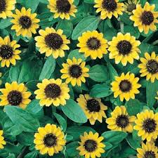 Image result for foto Vitálka