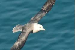 Northern Gannet by Robert Dabner