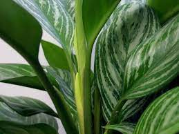 How does this plant identifier work? House Plants Names Plant Care Plants Common House Plants