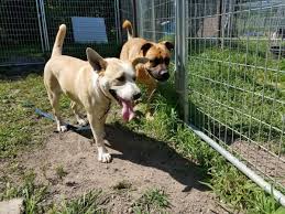 *mending spirits animal rescue is 100% foster based. Southern Mn Animal Shelter Scrambling To Find Home After City Issues Eviction Notice Bring Me The News