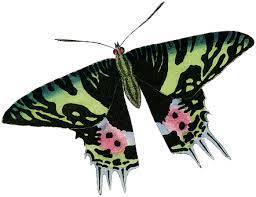 29+ gambar kartun ulat beluncas. Baru 30 Gambar Kartun Ulat Bulu Ulat Gambar Unduh Gambar Gambar Gratis Pixabay Download Ulat Menjadi Kupu Kupu Mengenal Metamorf Gambar Kartun Kartun Bulu